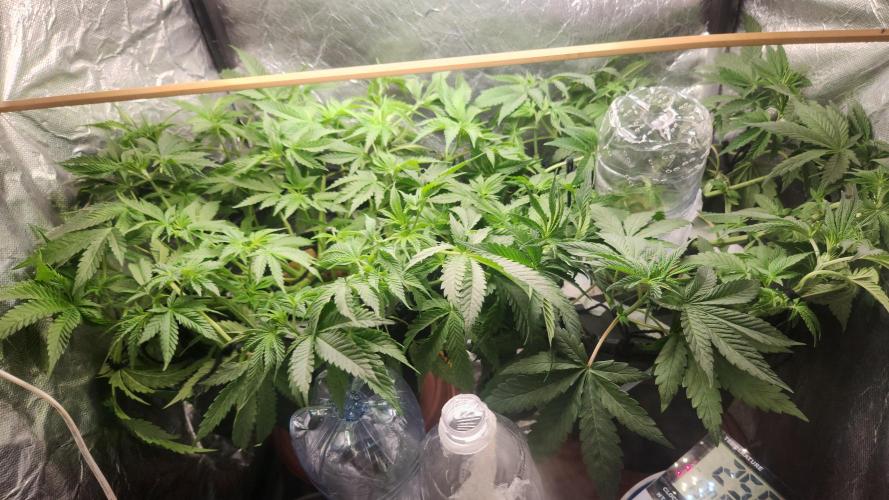 Banana OG - Santa semente. Week 7