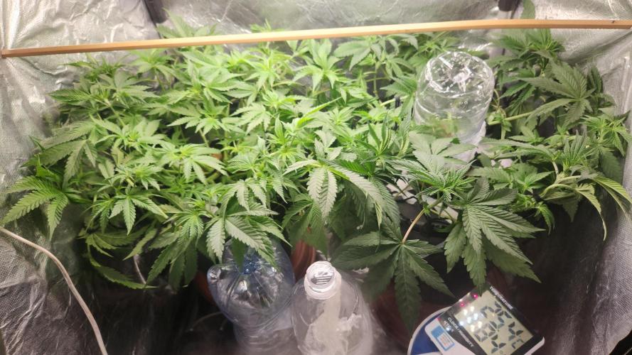 Banana OG - Santa semente. Week 7