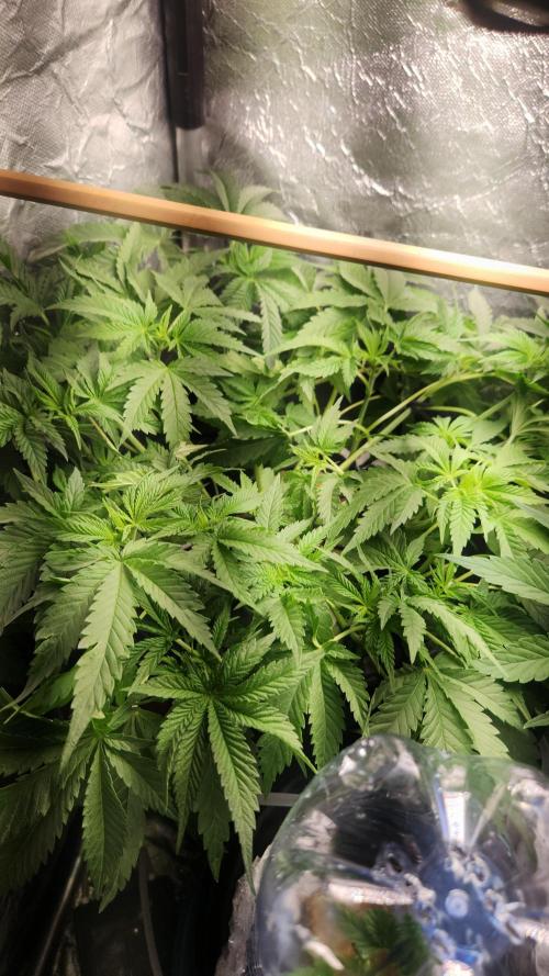 Banana OG - Santa semente. Week 7