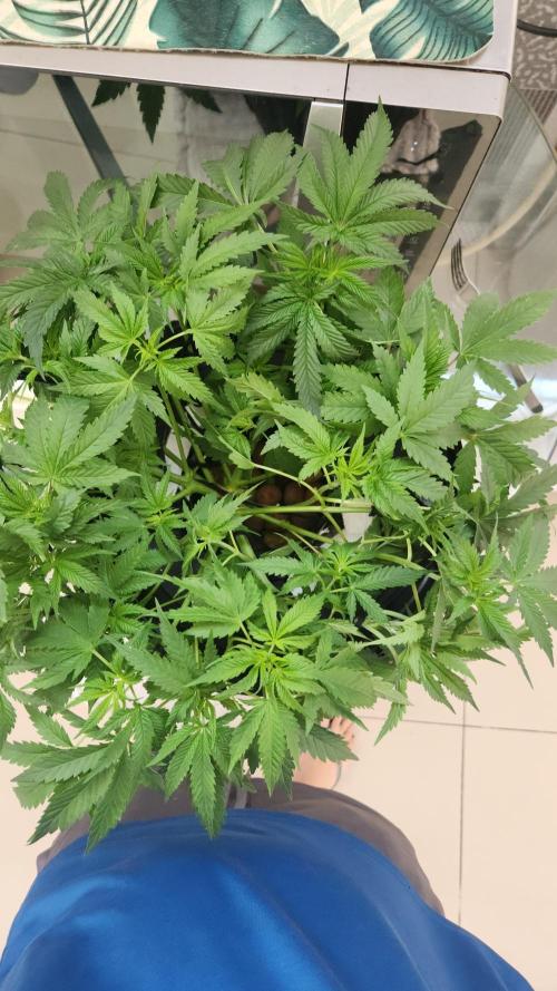 Banana OG - Santa semente. Week 7