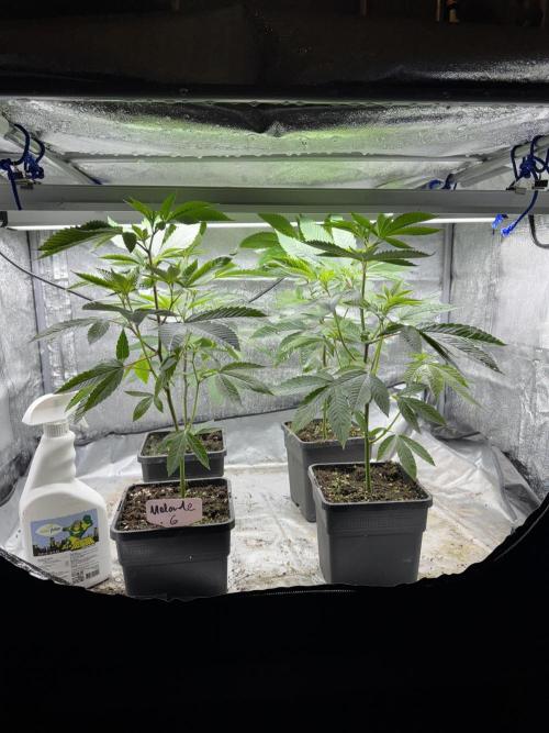 Telos grow. Week 0 - Dropped the melonade #6 Started off in small pots. Using 70/30 