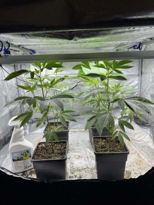 Telos grow. Week 0 - Using Overgrow to keep them healthy.