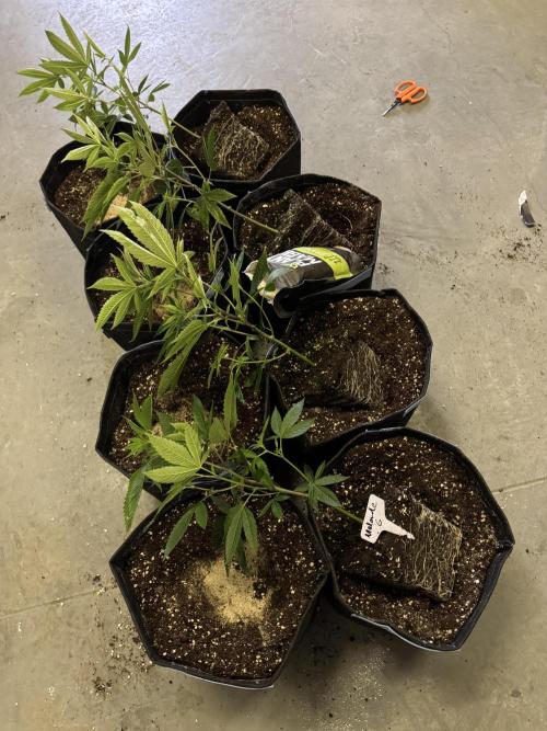 Telos grow. Week 0 - Potting on into 16L cloth pots and plant magic granules 