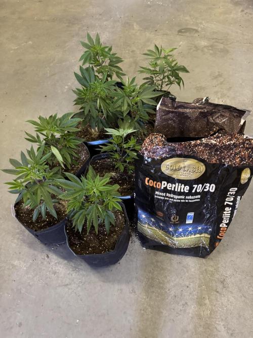 Telos grow. Week 0 - Filled with 70-30 ready to go