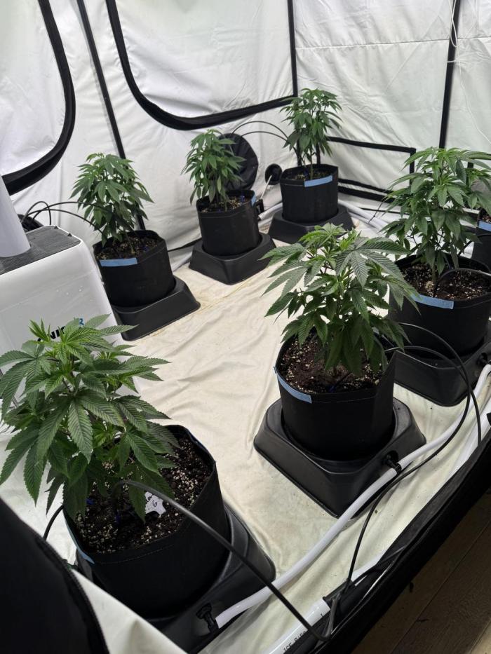 Telos grow. Week 3 - Settled in and the drippers now added to the Iws. 