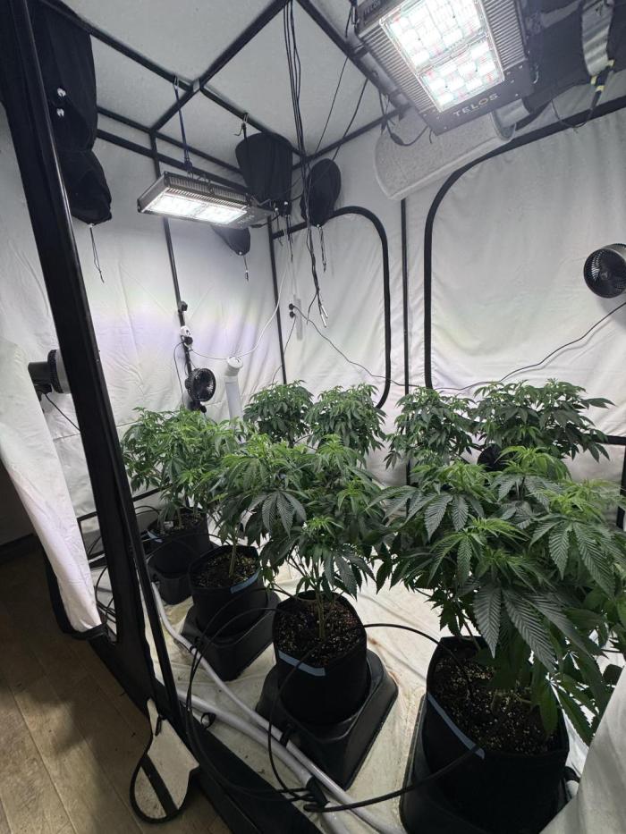 Telos grow. Week 4 - Growing well with the Hygen grow feed. Drippers feeding 1 - 2ltr a day. 