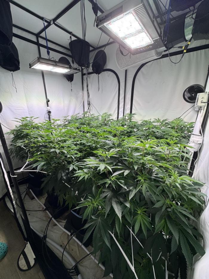 Telos grow. Week 5 - Pulled the first net through the canopy and stretched out. Ready for a trim