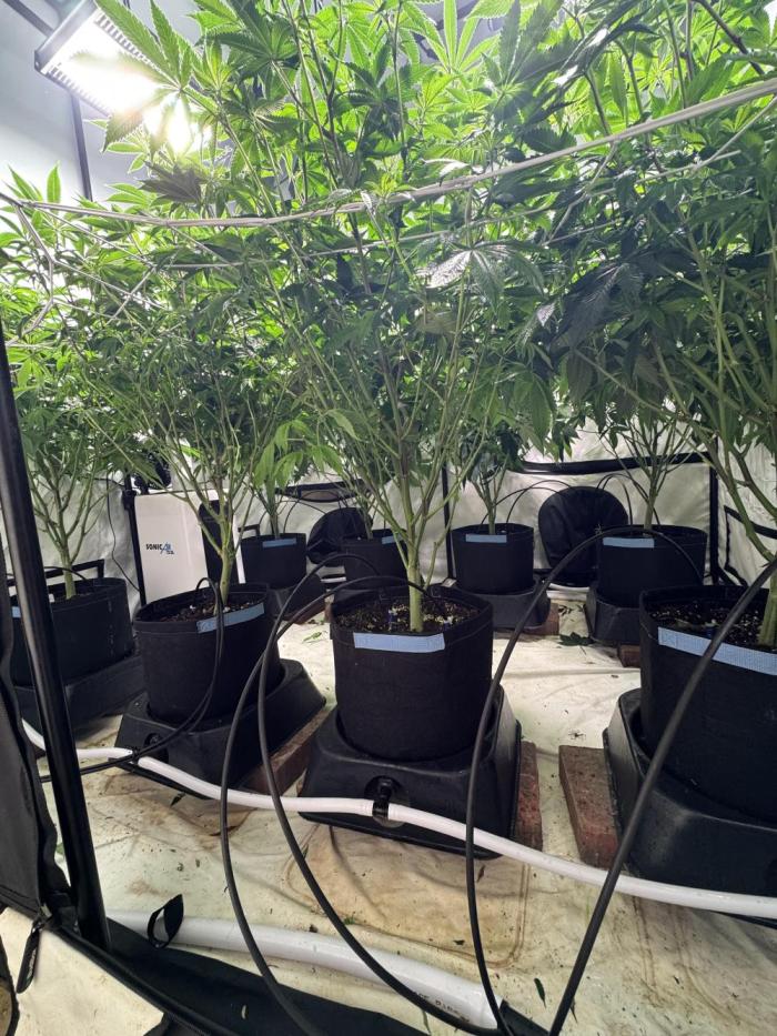 Telos grow. Week 6 - Trimmed the bottoms out and pulled all the canopy through the net. 