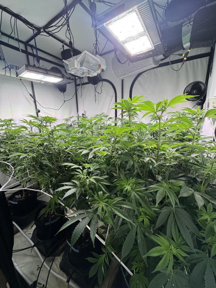 Telos grow. Week 7 - Starting to see flowering sites. Still stretching a bit. Stripping leaves off