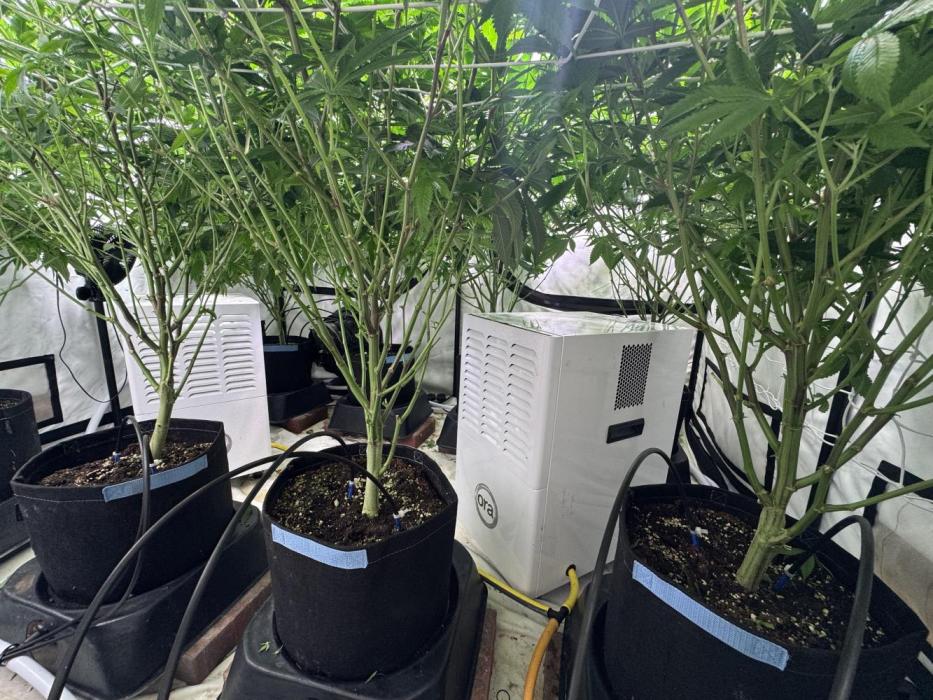 Telos grow. Week 8 - Added the de hums today trying to keep around 60