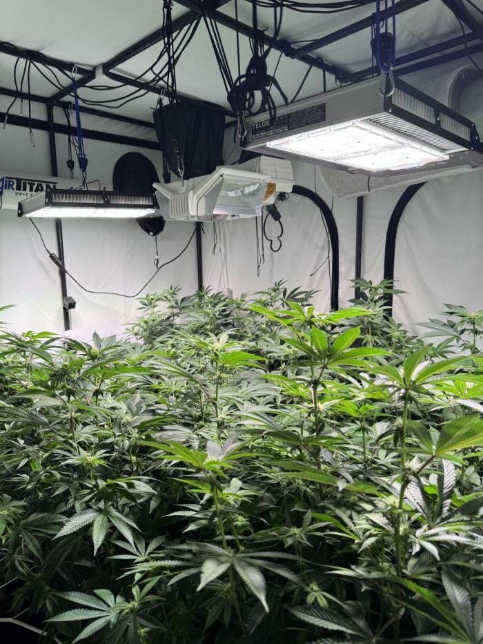 Telos grow. Week 9 - Settled down a bit pulled through the net to spread the canopy. 