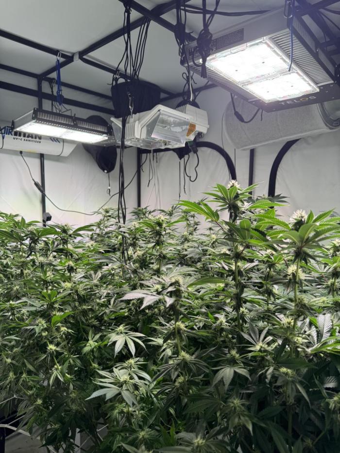 Telos grow. Week 10 - Flowers forming nicely now. 