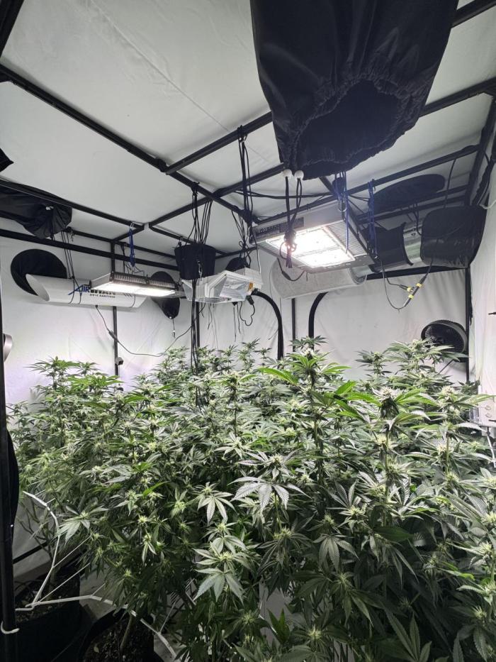 Telos grow. Week 11 - Week 6 of flower. 