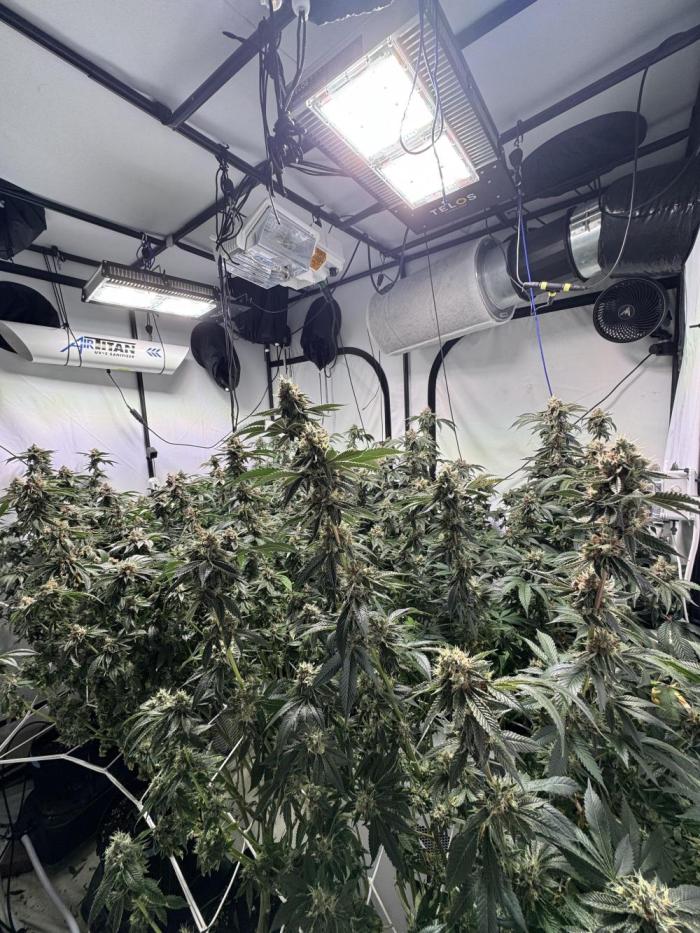 Telos grow. Week 12 - Building nice buds, explodes seems to have fattened them up.