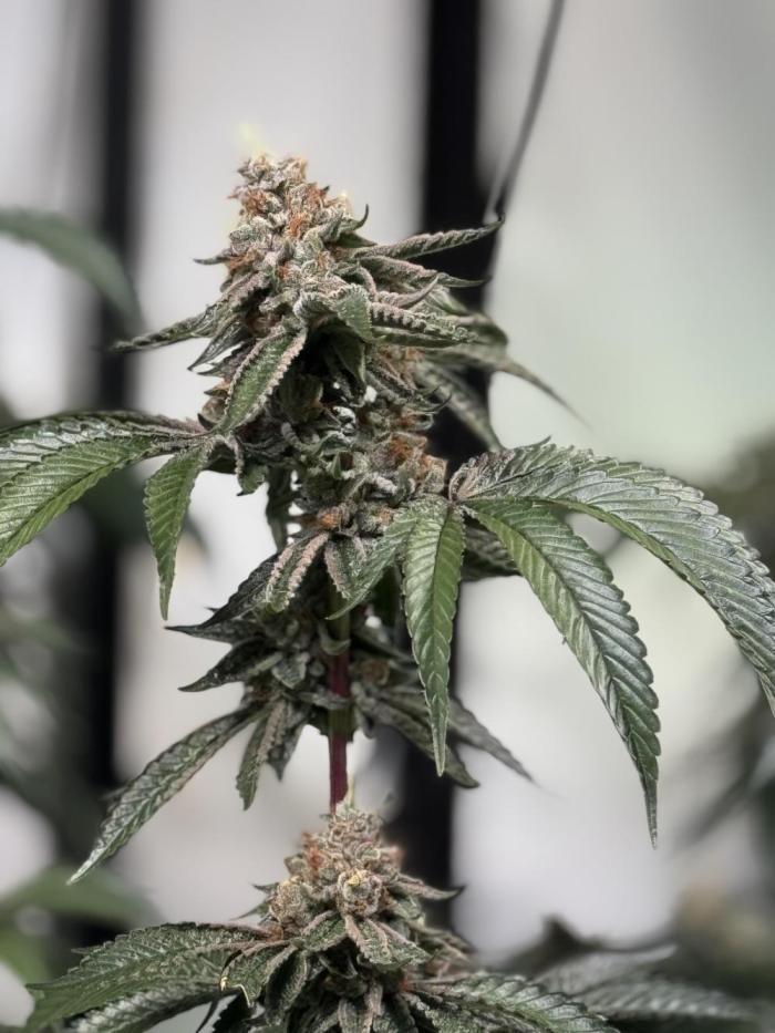 Telos grow. Week 13 - Think I missed a week. Now on flush. 