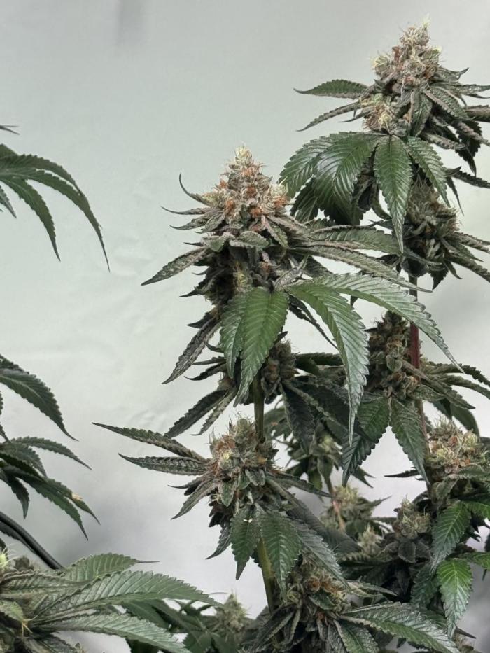 Telos grow. Week 14 - Second week on flush with cal mag.