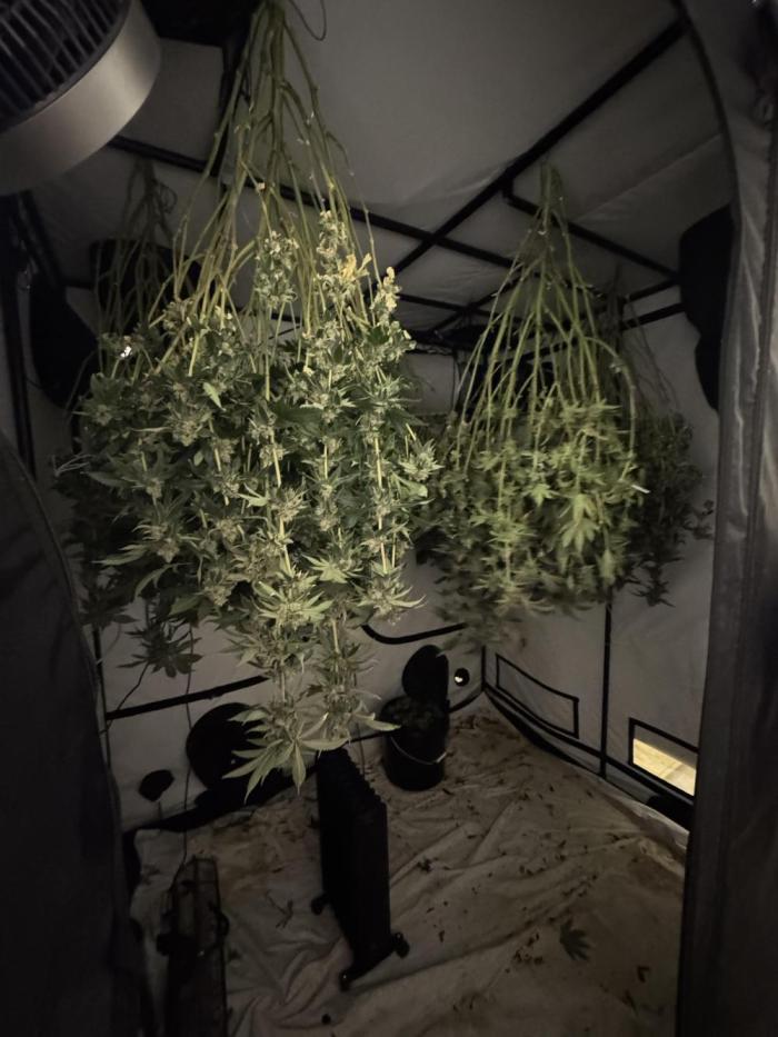 Telos grow. Week 15 - Hung for 10 days at 60% humidity and 18c 