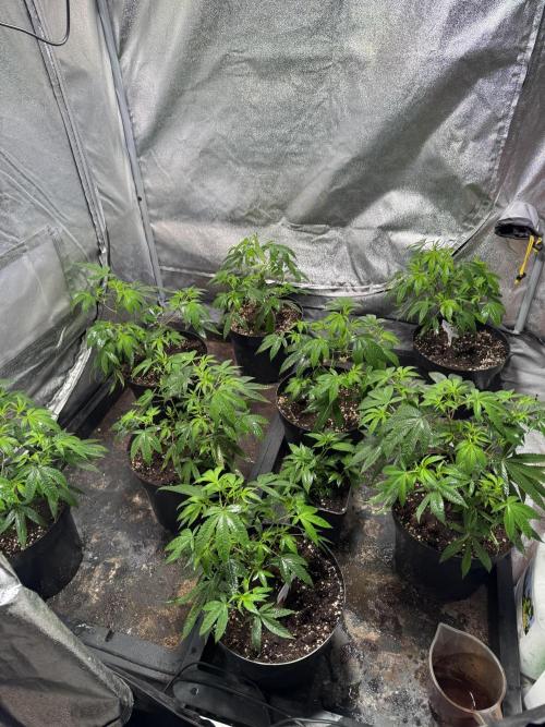 Telos 2. Week 0 - Started from cuttings. Potted into 10L pots in bat mix. Under a telos 800.