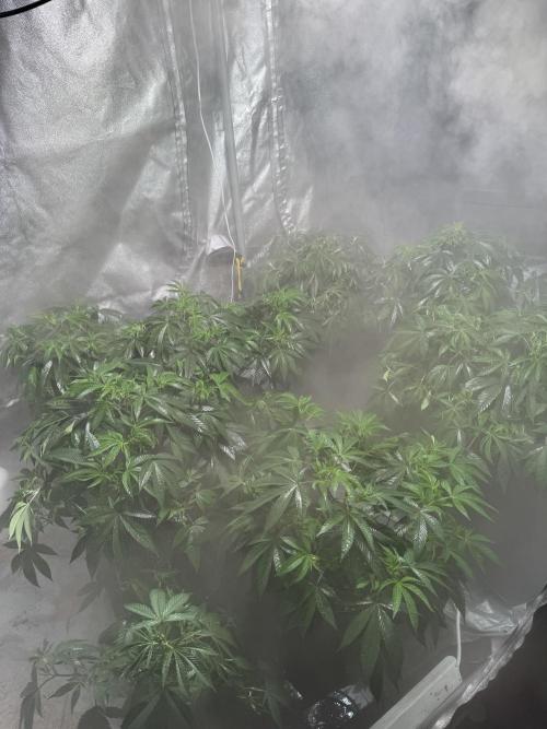 Telos 2. Week 0 - High humidity and Foilar spraying moon shine sunshine 