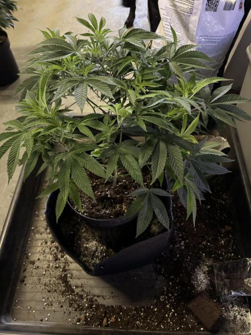 Telos 2. Week 0 - Potting on to 25l pots 