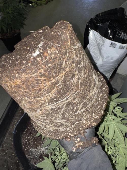 Telos 2. Week 0 - Nice and rooted ready to move on 