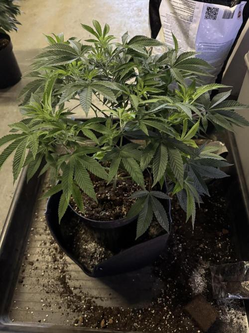 Telos 2. Week 0 - 25L cloth pots going into a large iws Dripper 