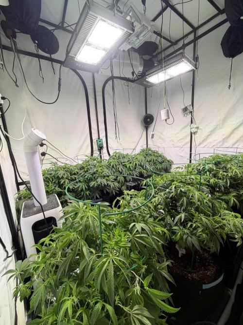 Telos 2. Week 3 - Running drippers in 25l pots. Run to waste 