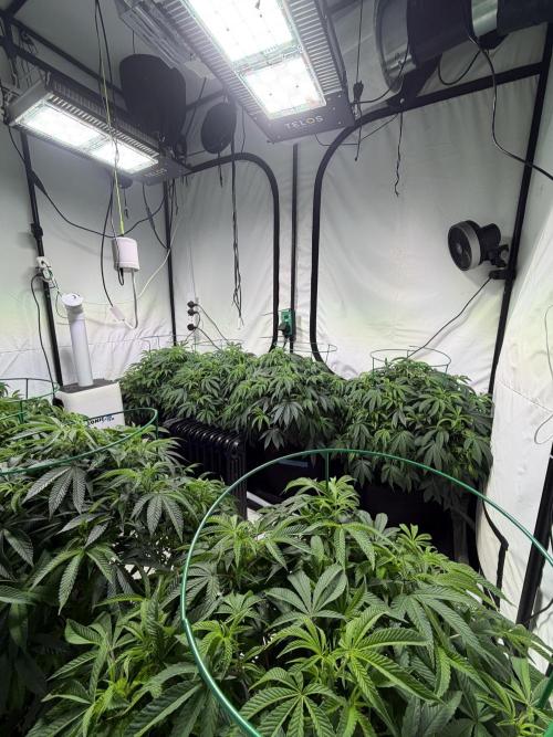 Telos 2. Week 3 - Nearly ready to switch from 18’s. Using baskets not netting