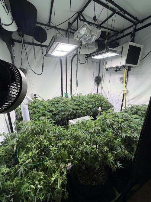 Telos 2. Week 8 - Taking for ever to get to size, total veg time 8 weeks