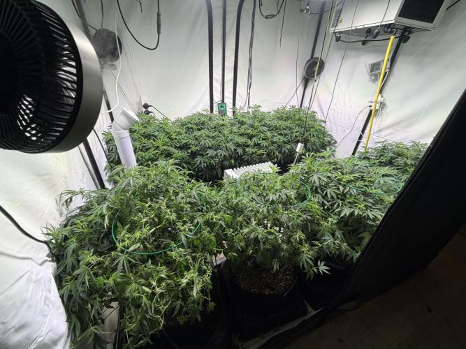 Telos 2. Week 8 - Doing a leaf strip on them, 