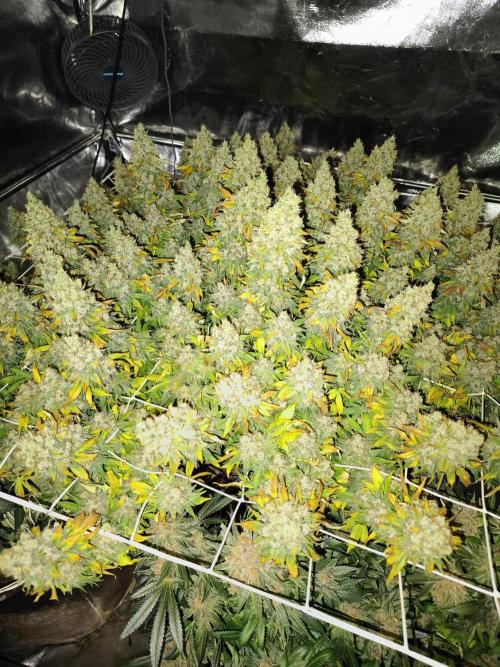 Jack 47 by sweet seeds. Week 10