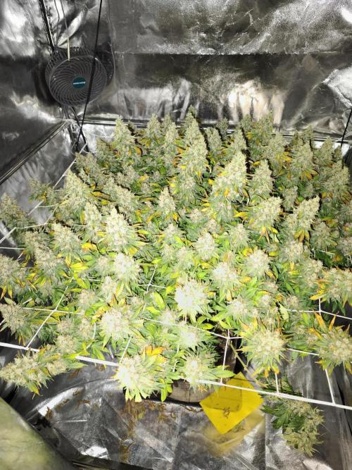 Jack 47 by sweet seeds. Week 10