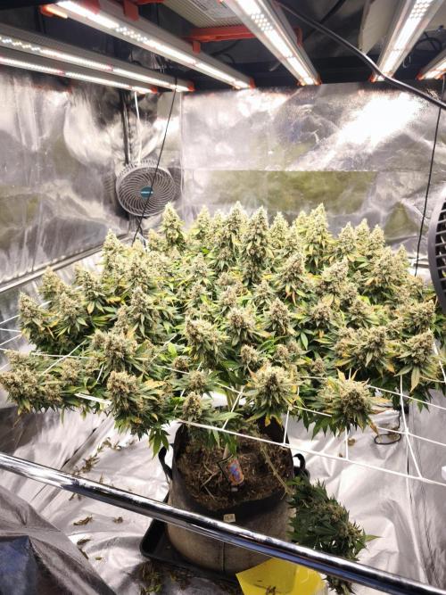 Jack 47 by sweet seeds. Week 10