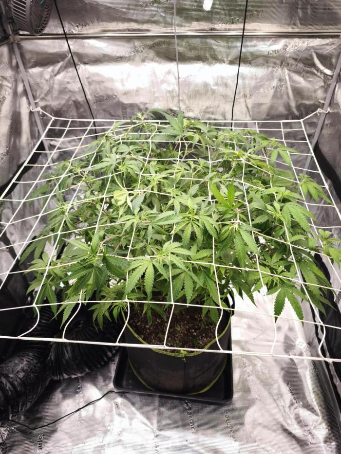 Monster Maker. Week 12 - Hi,jetzt gibt's noch ne Woche oder 2 vegi und dann geht's ab in die blüte.