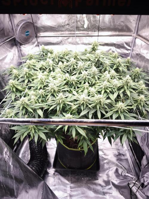 Monster Maker. Week 13