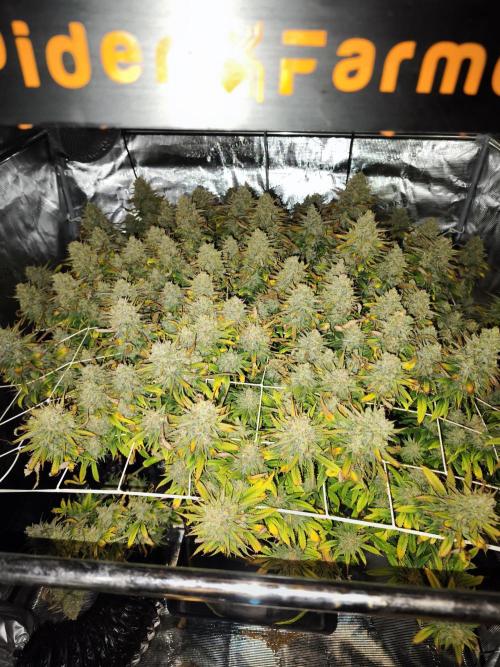 Monster Maker. Week 14