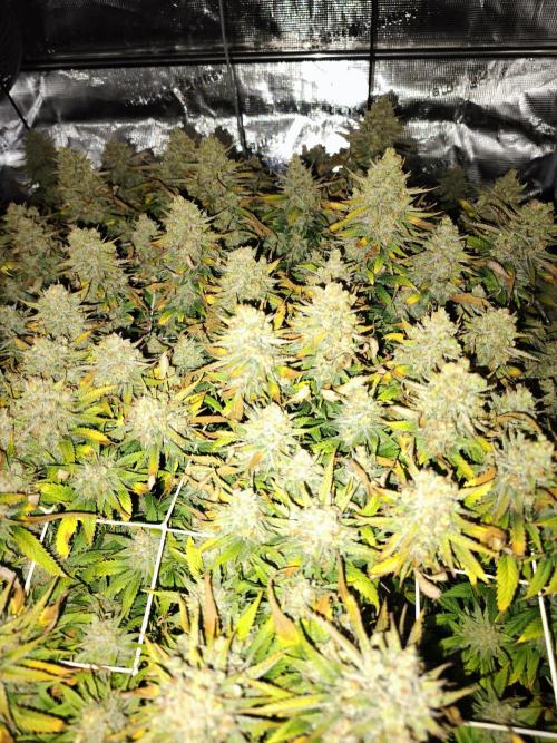 Monster Maker. Week 14