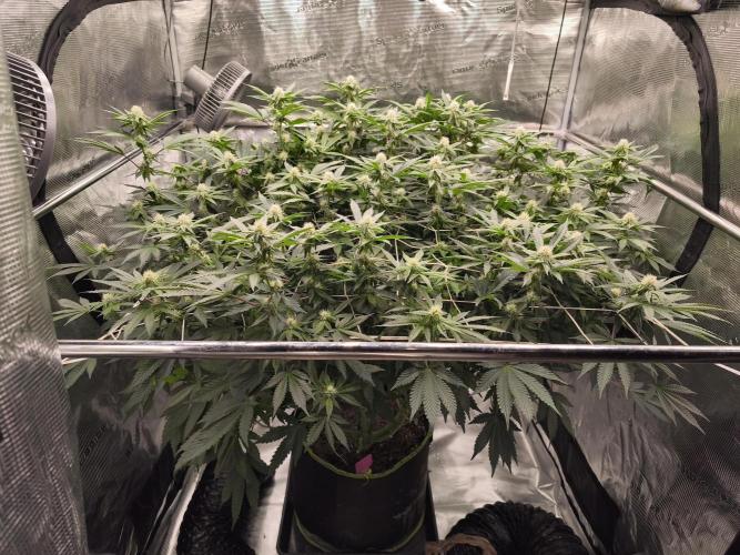 Purple Punch og von sweet seeds. Week 1 - Die Pflanze ist jetzt seit ca 3 Wochen auf 12/12.bis jetzt läuft alles prima.