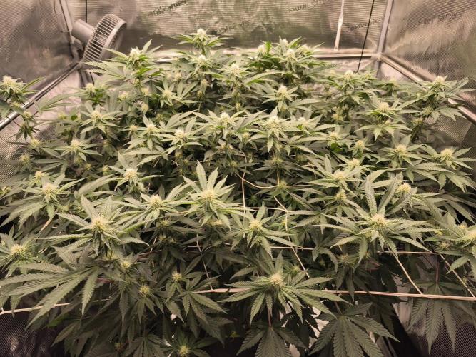 Purple Punch og von sweet seeds. Week 1