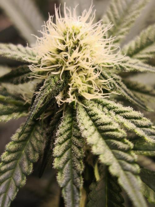 Purple Punch og von sweet seeds. Week 1