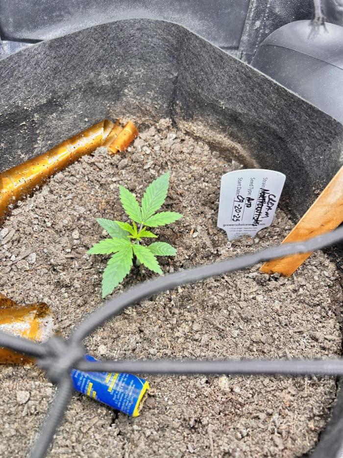 Out Da Ga Woods. Week 0 - Late to this site but she popped up on 9/20/2025