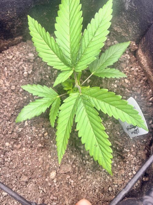 Out Da Ga Woods. Week 1 - still learning on how to get dialed in. This is my second time growing in soil