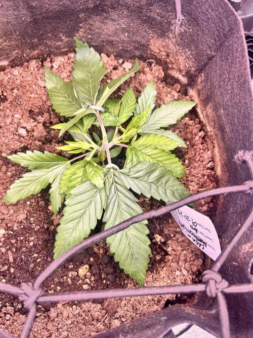 Out Da Ga Woods. Week 1