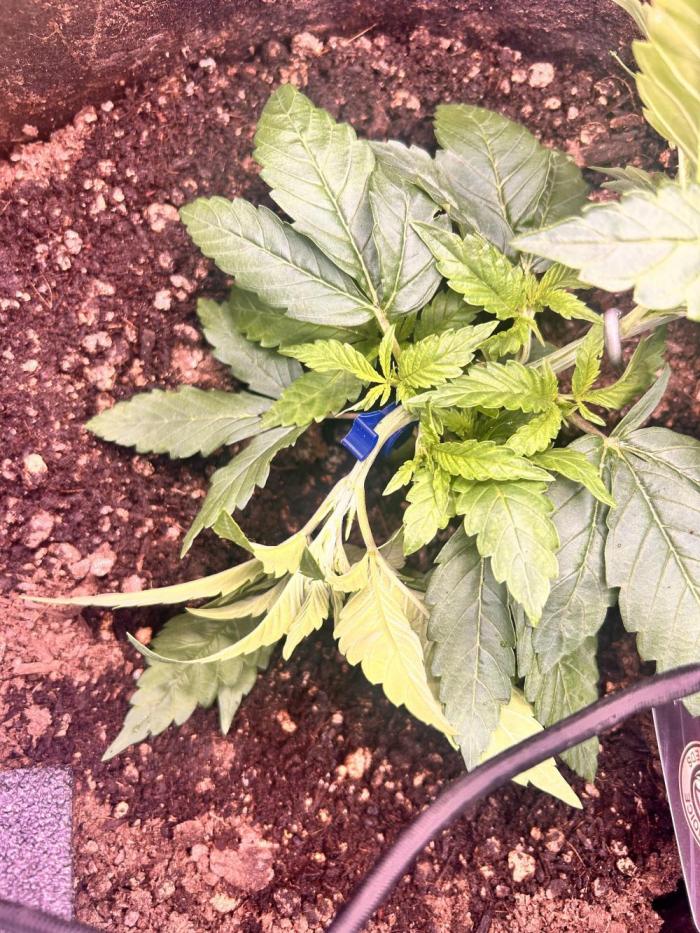 Out Da Ga Woods. Week 2 - Same nutrients, she was drinking a little bit more now 