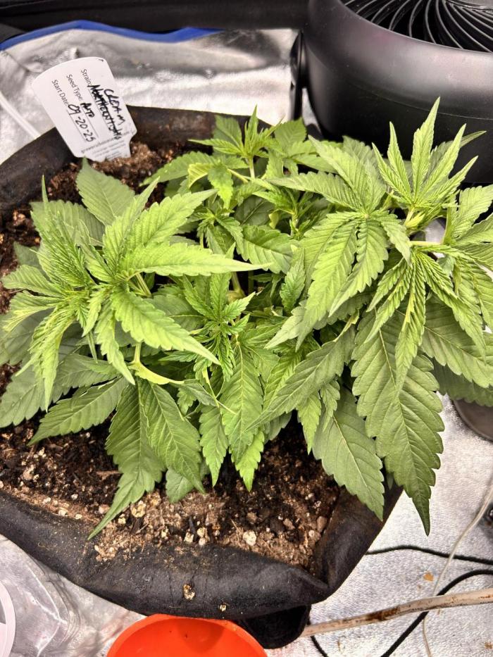 Out Da Ga Woods. Week 5 - She keeps going 