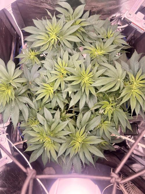 Out Da Ga Woods. Week 8