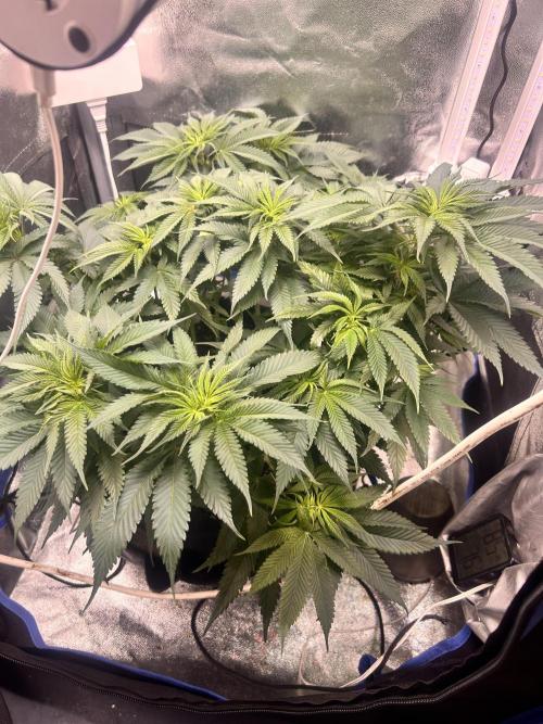 Out Da Ga Woods. Week 8