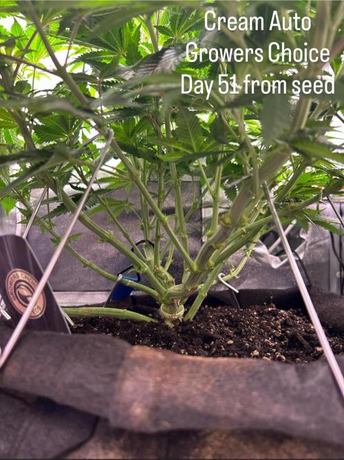 Out Da Ga Woods. Week 8