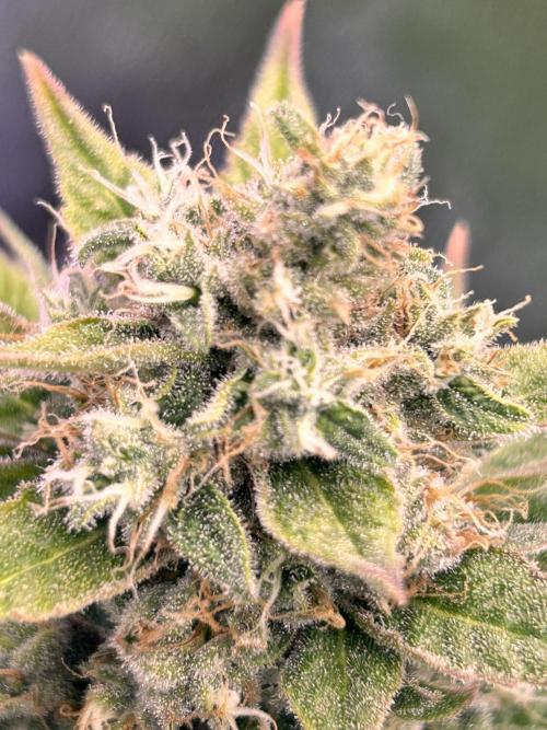 Out Da Ga Woods. Week 16