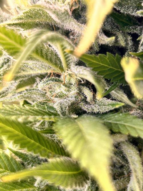 Out Da Ga Woods. Week 16